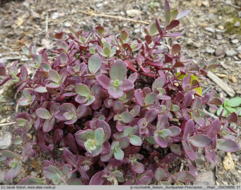 Sedum hort. Sunsparkler Firecracker