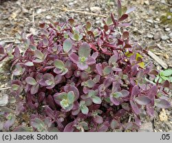 Sedum hort. Sunsparkler Firecracker