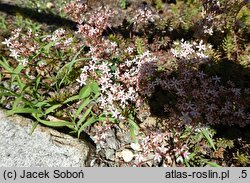 Sedum hakonense