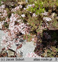 Sedum hakonense