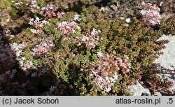 Sedum hakonense