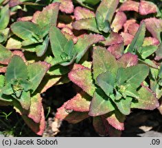 Rhodiola himalensis (rozchodnik himalajski)