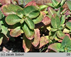 Rhodiola himalensis (rozchodnik himalajski)