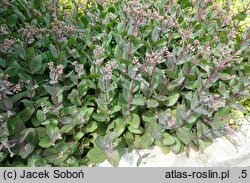 Hylotelephium spectabile Matrona
