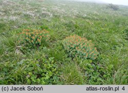 Rhodiola rosea (różeniec górski)