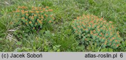 Rhodiola rosea (różeniec górski)