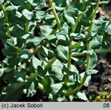 Rhodiola heterodonta (różeniec czerwony)