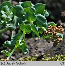 Rhodiola heterodonta (różeniec czerwony)