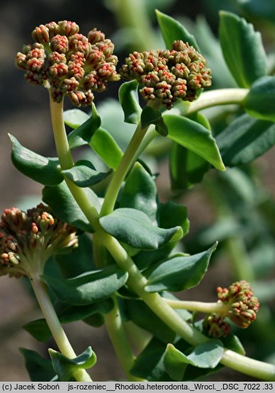 Rhodiola heterodonta (różeniec czerwony)