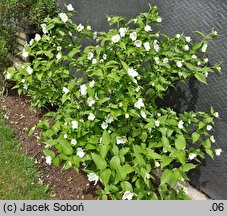 Rhodotypos scandens (różowiec biały)