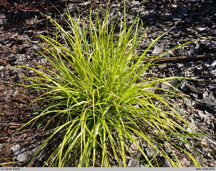 Cenchrus alopecuroides Inti