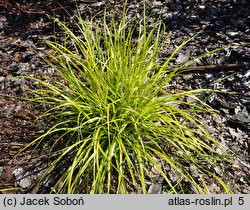 Cenchrus alopecuroides Inti