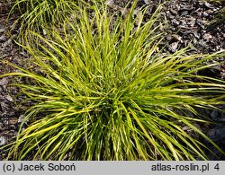Cenchrus alopecuroides Inti