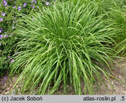 Cenchrus alopecuroides Lepage Gold