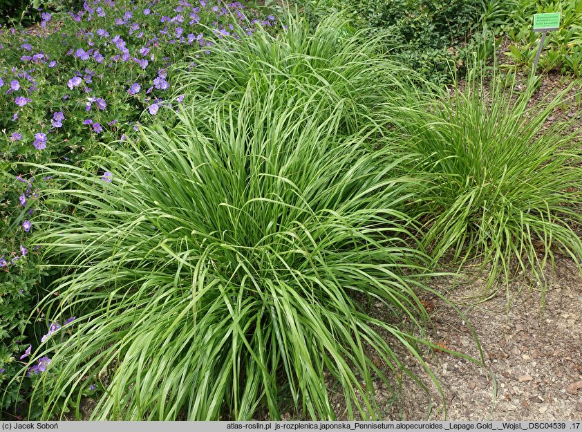 Cenchrus alopecuroides Lepage Gold