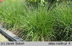 Cenchrus alopecuroides Medium Boy