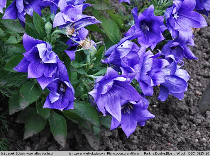 Platycodon grandiflorus Parks's Double Blue