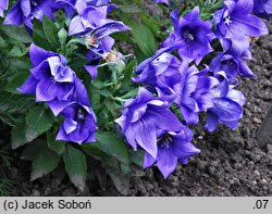 Platycodon grandiflorus Parks's Double Blue