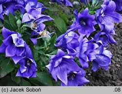 Platycodon grandiflorus Parks's Double Blue