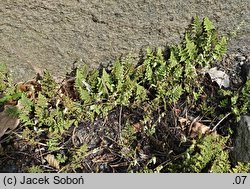 Cheilanthes lanosa (rozwartka wełniasta)