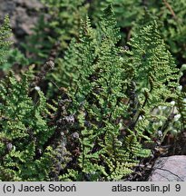 Cheilanthes lanosa (rozwartka wełniasta)