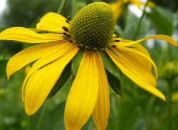 Rudbeckia laciniata (rudbekia naga)