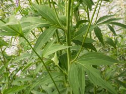 Rudbeckia laciniata (rudbekia naga)