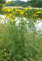 Rudbeckia laciniata (rudbekia naga)