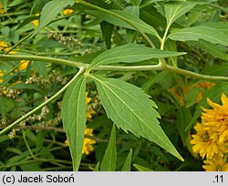 Rudbeckia laciniata (rudbekia naga)