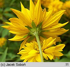 Rudbeckia laciniata (rudbekia naga)