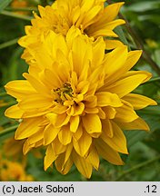 Rudbeckia laciniata (rudbekia naga)