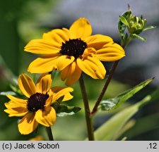 Rudbeckia triloba (rudbekia trójklapowa)