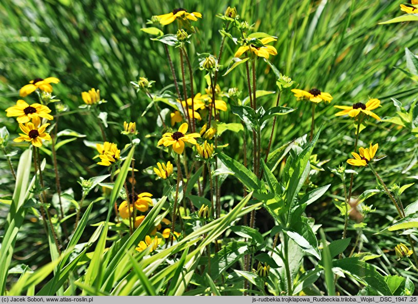 Rudbeckia triloba (rudbekia trójklapowa)