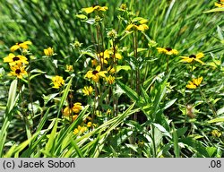 Rudbeckia triloba (rudbekia trójklapowa)