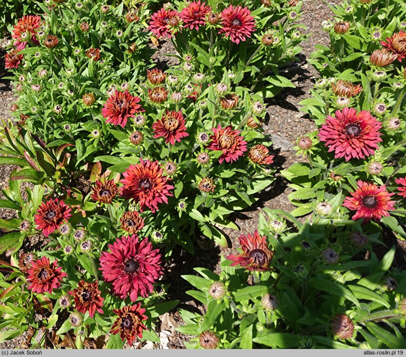 Rudbeckia Flamenco True Red