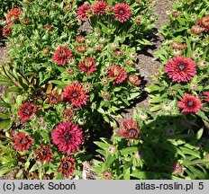 Rudbeckia Flamenco True Red