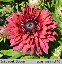 Rudbeckia Flamenco True Red