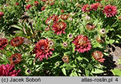 Rudbeckia Flamenco True Red