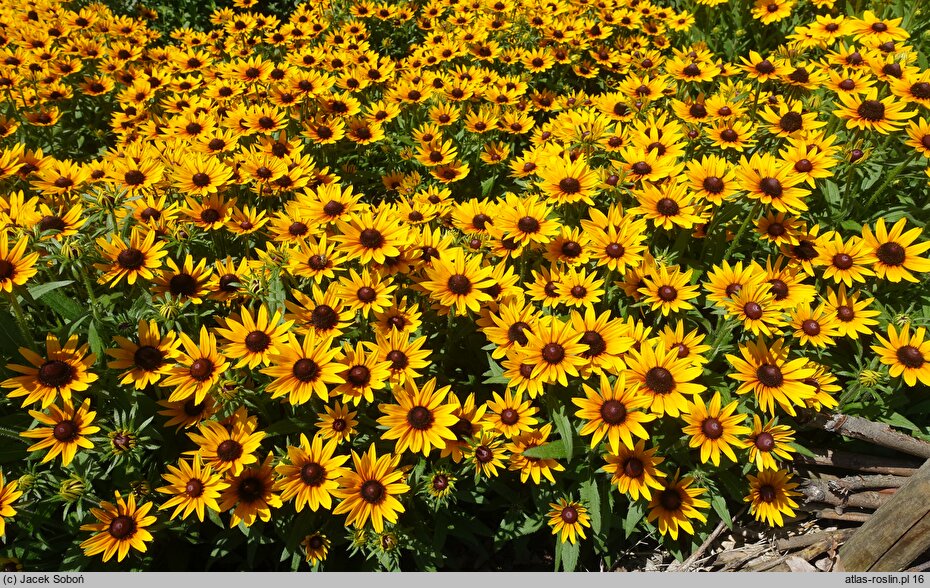 Rudbeckia SmileyZ Star of Life