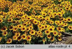 Rudbeckia SmileyZ Star of Life