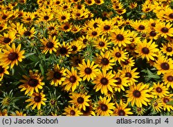 Rudbeckia SmileyZ Star of Life