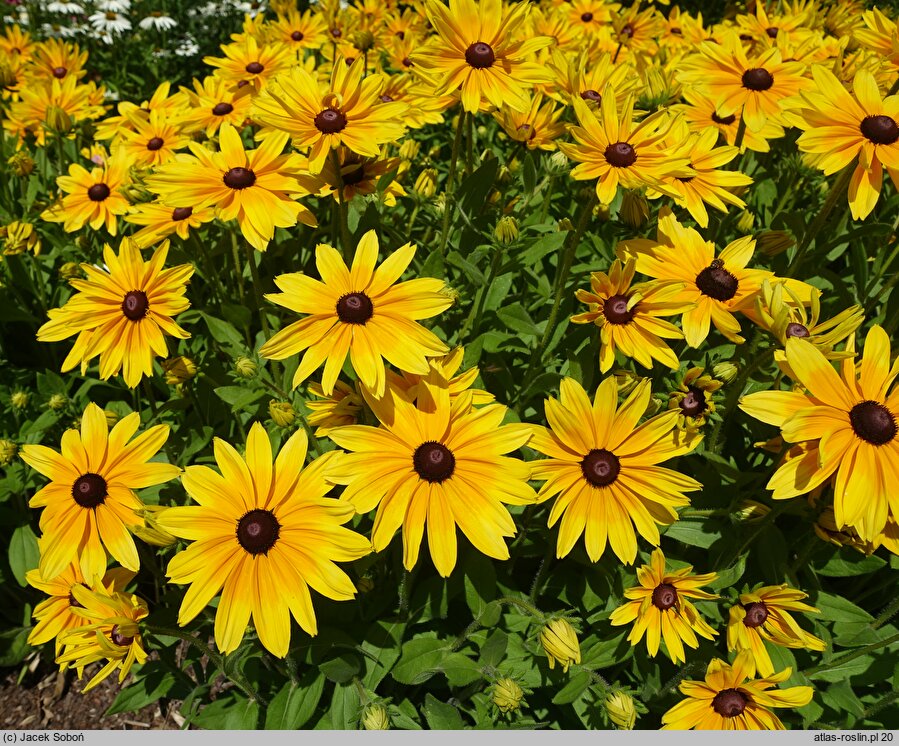 Rudbeckia Sunbeckia Maya