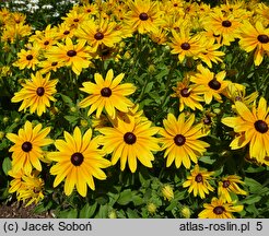 Rudbeckia Sunbeckia Maya