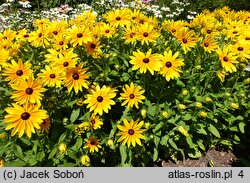 Rudbeckia Sunbeckia Maya