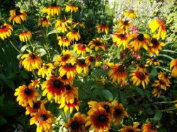 Rudbeckia bicolor