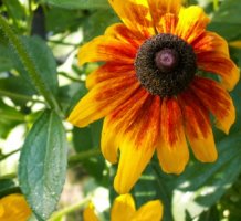 Rudbeckia bicolor