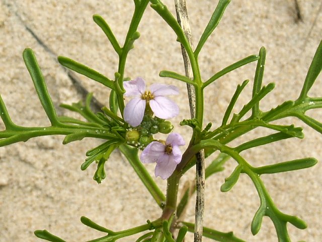 Cakile maritima ssp. baltica