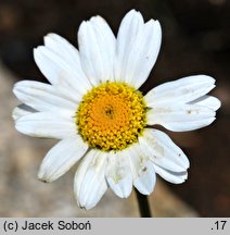 Anthemis carpatica (rumian karpacki)