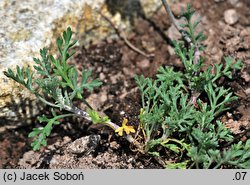 Anthemis carpatica (rumian karpacki)