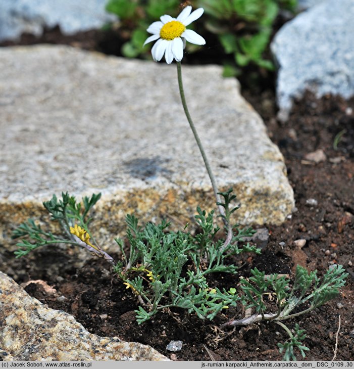 Anthemis carpatica (rumian karpacki)